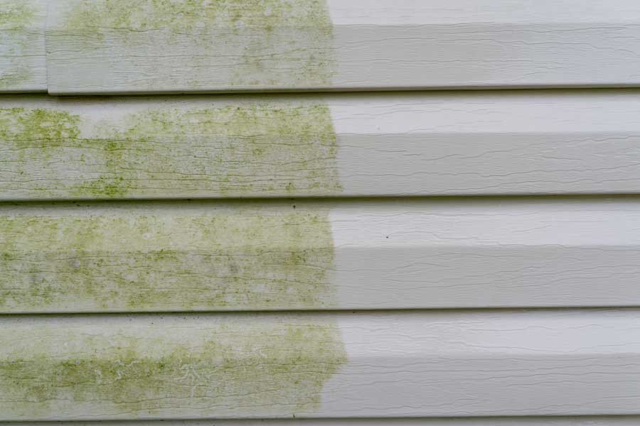 Close up of a white siding with green moss growing on it, indicating that it is a home inspection