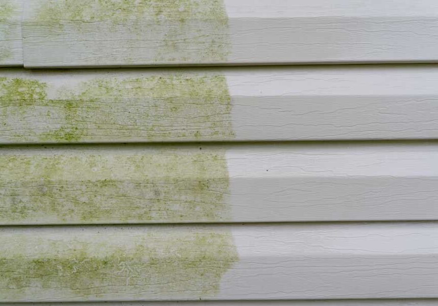 Close up of a white siding with green moss growing on it, indicating that it is a home inspection
